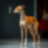 Elegant Italian Greyhound showcasing its slender physique
