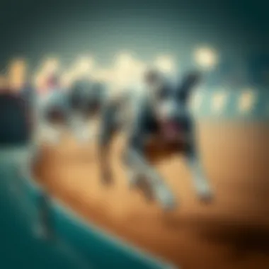 An Italian Greyhound racing with unmatched speed